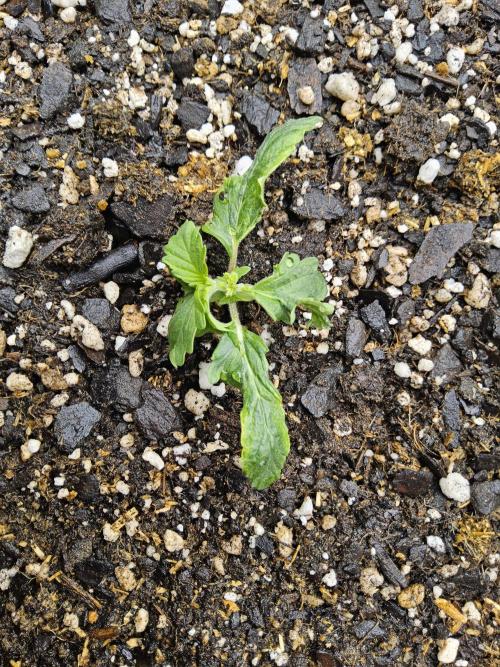 Pure go fast. Week 0