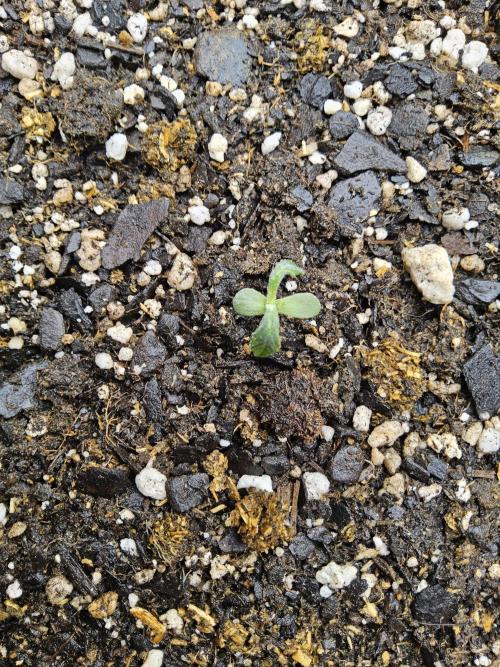 Pure go fast. Week 0