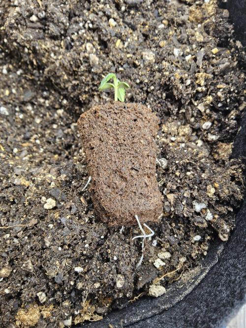 Pure go fast. Week 0