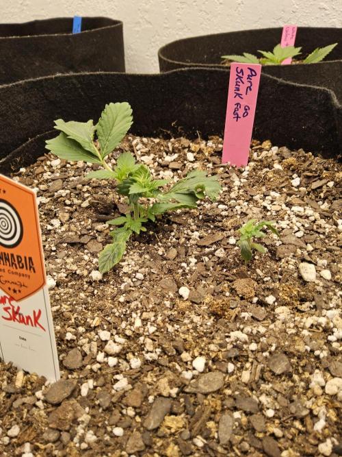 Pure go fast. Week 1