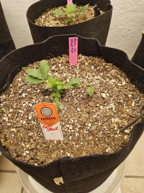 Pure go fast. Week 1