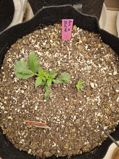 Pure go fast. Week 1