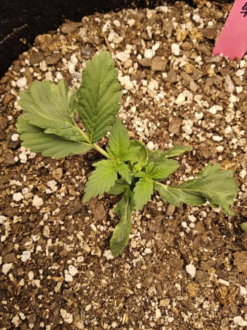 Pure go fast. Week 1