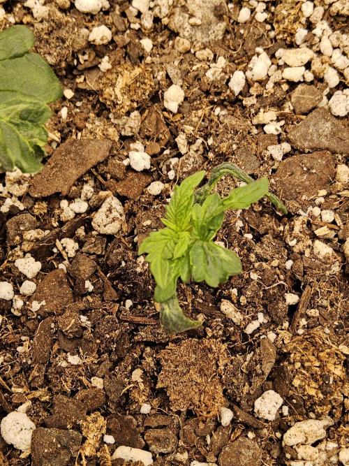 Pure go fast. Week 1