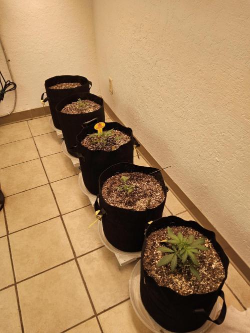 Pure go fast. Week 1