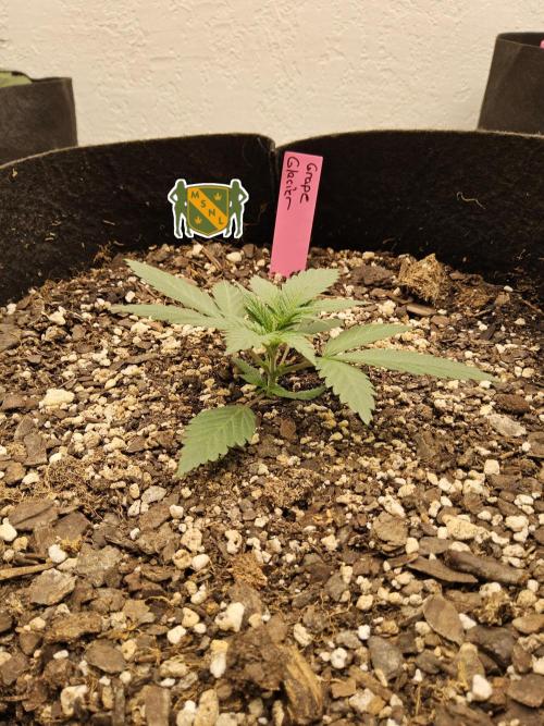 Grape Glacier. Week 1