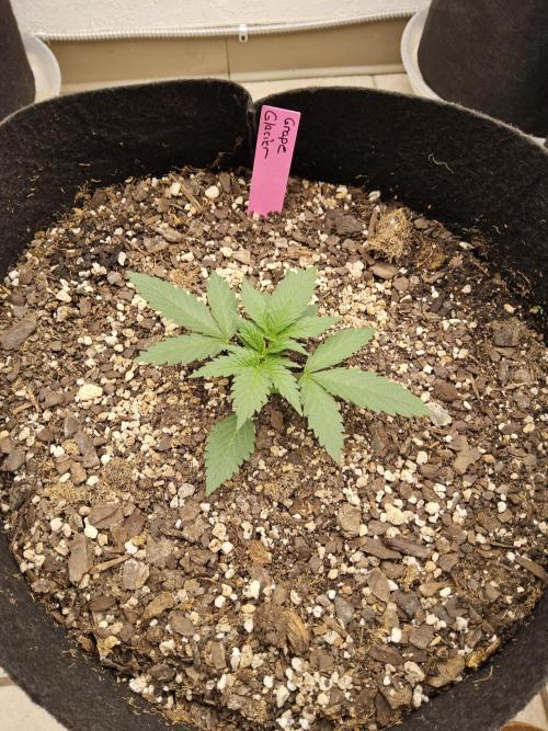 Grape Glacier. Week 1