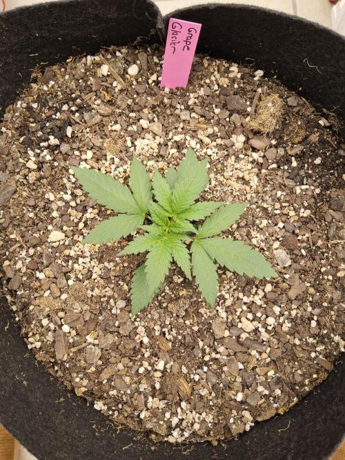 Grape Glacier. Week 1