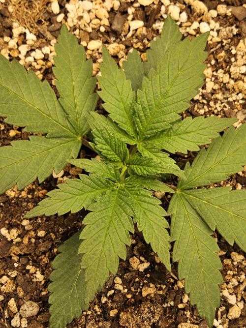 Grape Glacier. Week 1