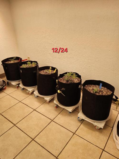 Grape Glacier. Week 1