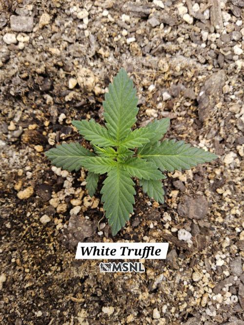 The Truffle of MSNL. Week 1