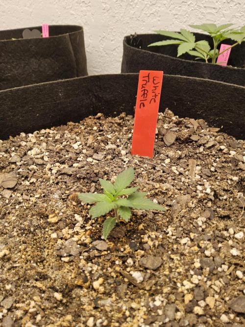 The Truffle of MSNL. Week 1