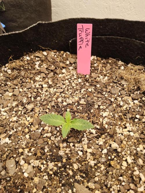 The Truffle of MSNL. Week 1