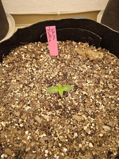 The Truffle of MSNL. Week 1