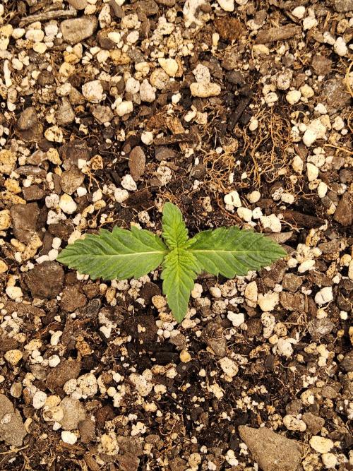 The Truffle of MSNL. Week 1