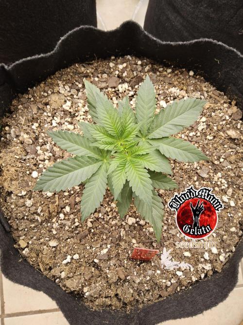 Seedsman Blood. Week 2