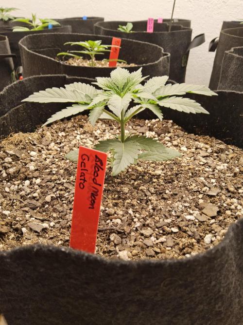 Seedsman Blood. Week 2