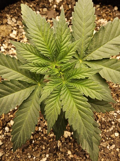 Seedsman Blood. Week 2