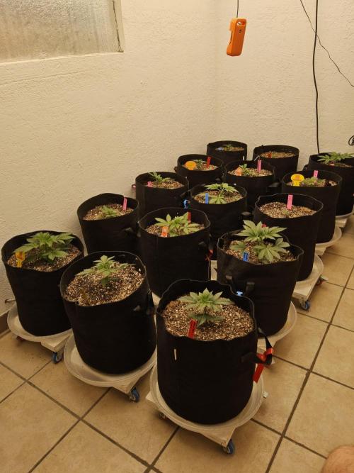 Seedsman Blood. Week 2