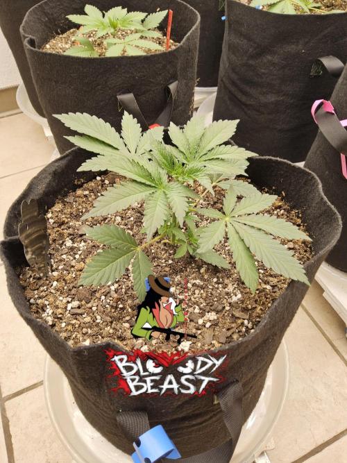 A Mafia Beast. Week 2