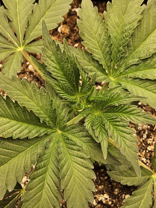 A Mafia Beast. Week 2