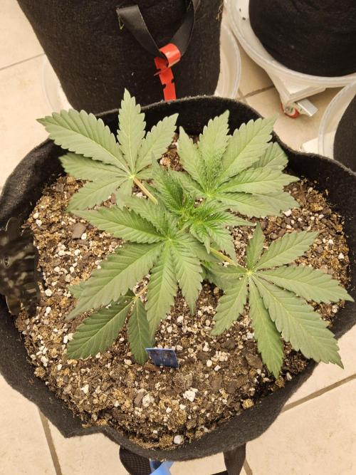 A Mafia Beast. Week 2