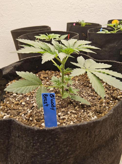 A Mafia Beast. Week 2