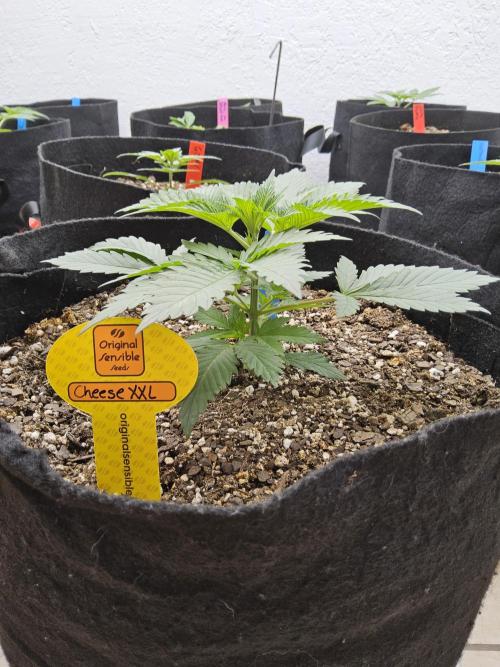 Original XXL. Week 2