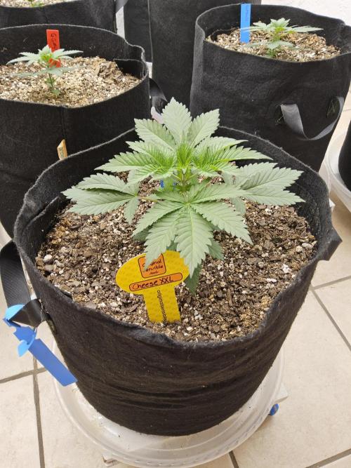 Original XXL. Week 2