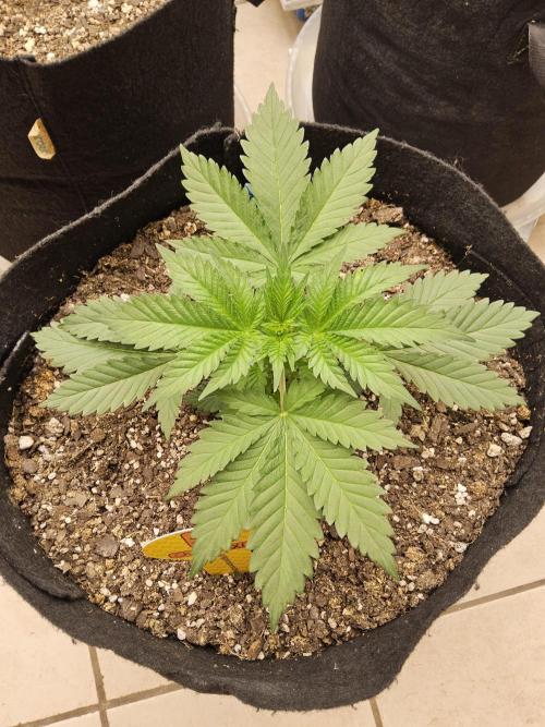 Original XXL. Week 2