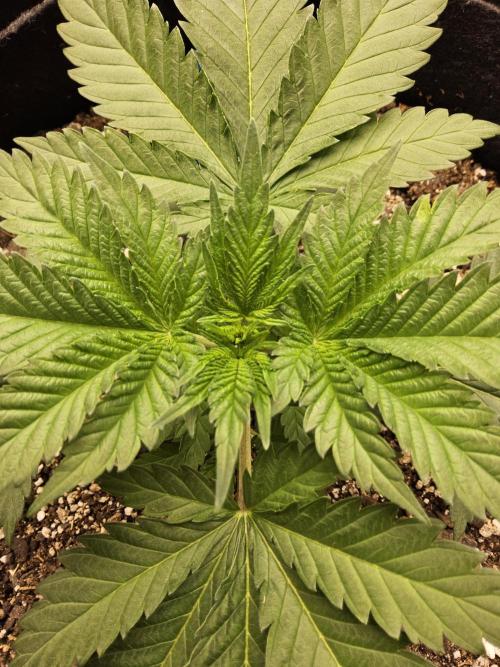 Original XXL. Week 2