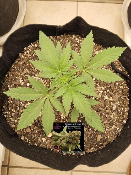 Freaky Cheese. Week 2