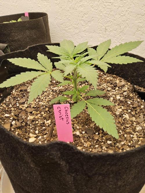 Freaky Cheese. Week 2