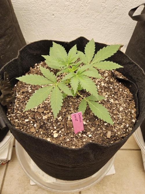 Freaky Cheese. Week 2