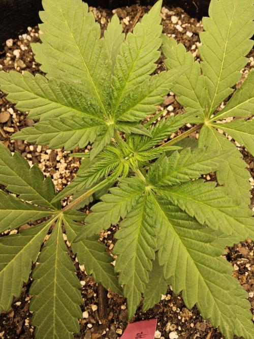 Freaky Cheese. Week 2