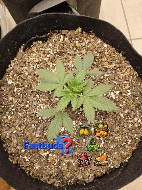 Fast Mystery. Week 2