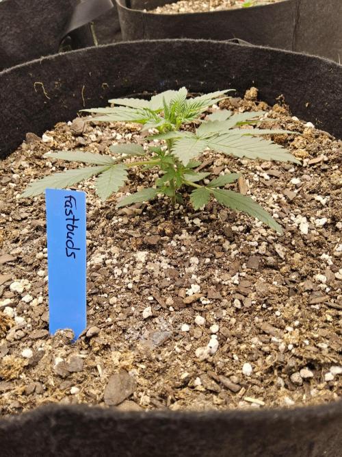 Fast Mystery. Week 2