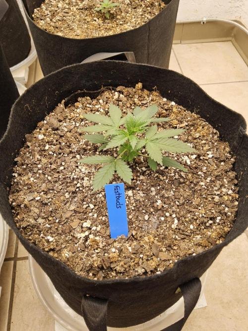 Fast Mystery. Week 2