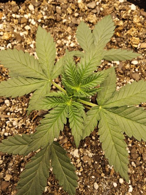 Fast Mystery. Week 2