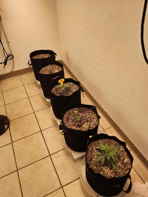 Fast Mystery. Week 2