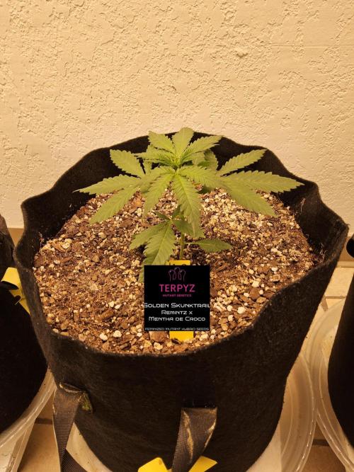 Freaky Skunk. Week 2