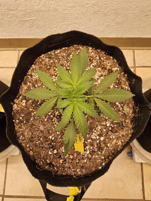 Freaky Skunk. Week 2