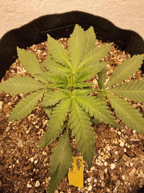 Freaky Skunk. Week 2