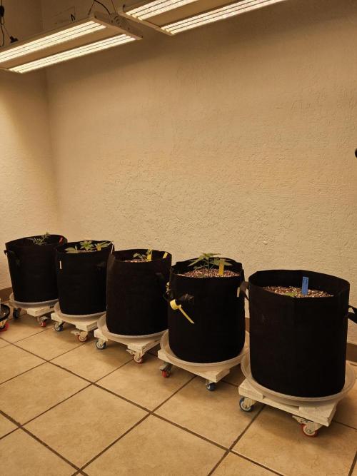 Freaky Skunk. Week 2