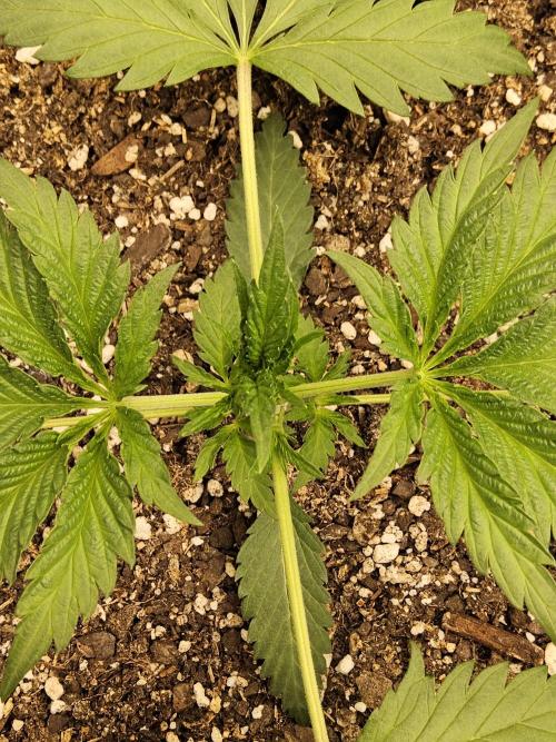 Sweet Guava Root. Week 2