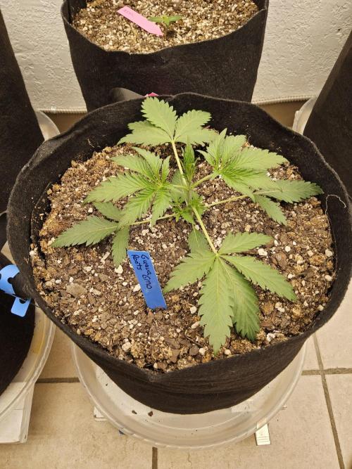 Sweet Guava Root. Week 2