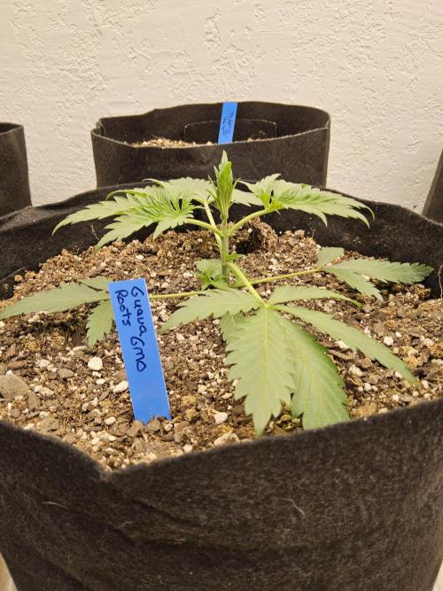 Sweet Guava Root. Week 2