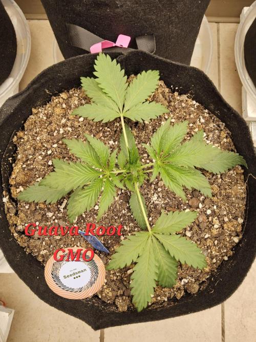 Sweet Guava Root. Week 2