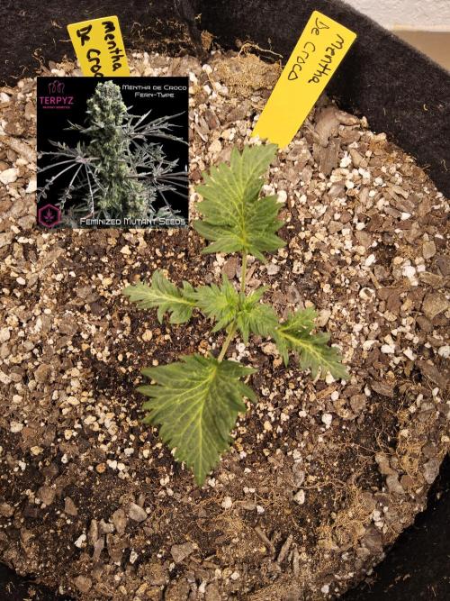 Freaky Croco. Week 2