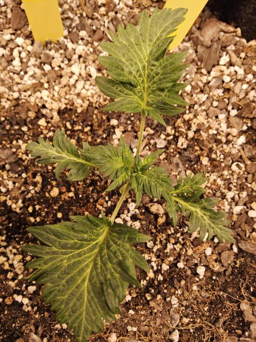 Freaky Croco. Week 2